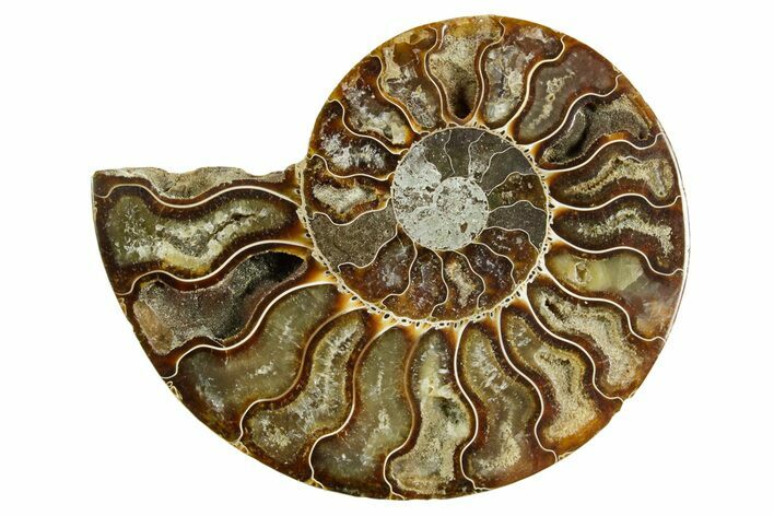 Cut & Polished Ammonite Fossil (Half) - Madagascar #369593